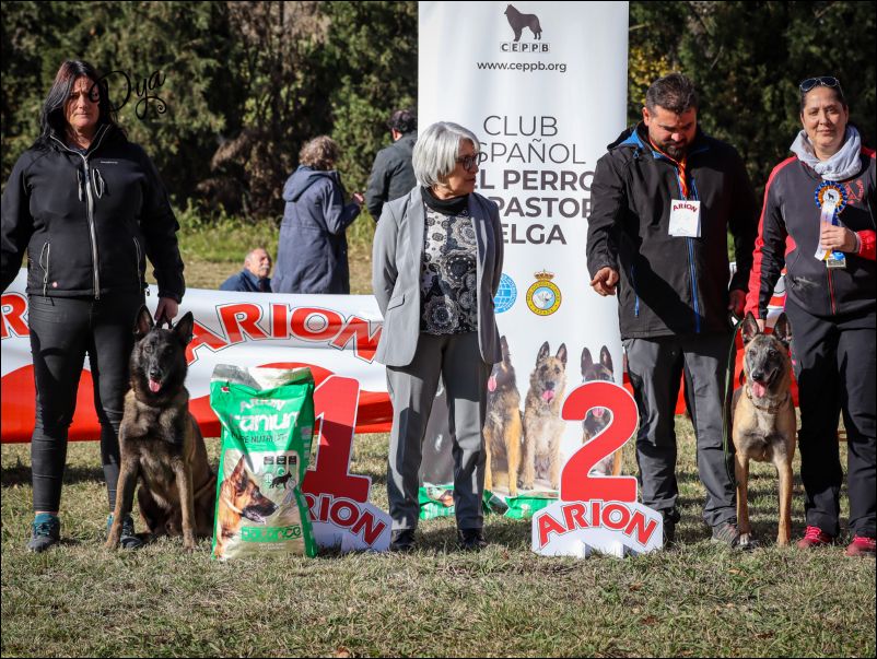 Elecci�n MR  malinois.